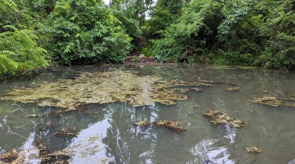 Lake Airlie After Herbicide and Diatom Promoter