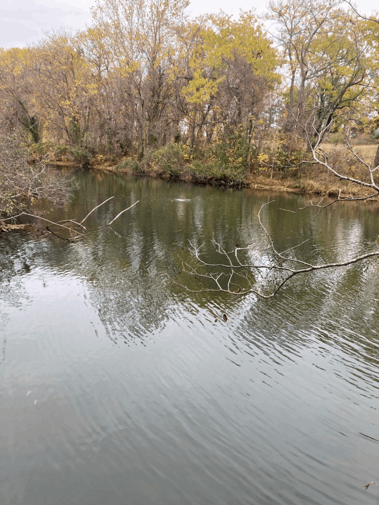 Lake Airlie after Beneficial Bacteria systems