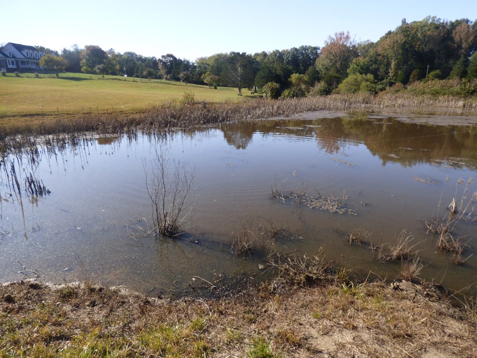 Pond 2 week after herbicide.