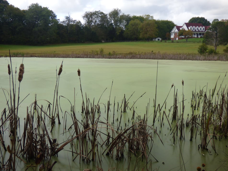 Pond 2 in Mineral with watermeal, waterchestnut