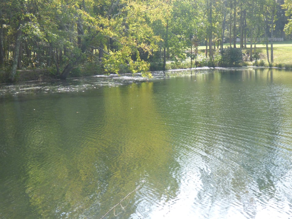 Pond 3 with watermeal and waterchestnut around the edges